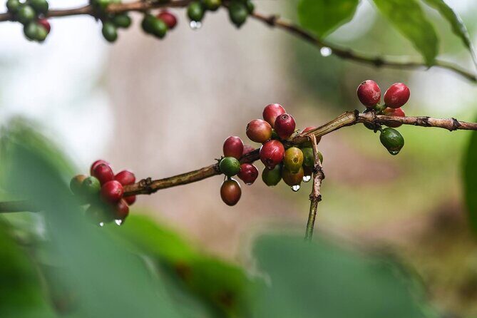 Cafe y Ron: Bad Bunny Inspired Local Full Day Tour from San Juan - What Reviewers Say