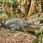 Cairns Cruise Ship Shore Excursion Crocodile and Wildlife Park - Who Should Consider This Tour?