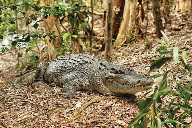 Cairns Cruise Ship Shore Excursion Crocodile and Wildlife Park - Who Should Consider This Tour?