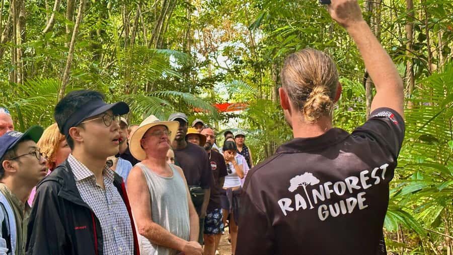 Cairns: Daintree Rainforest and Mossman Gorge Tour - Transportation, Timing, and Group Dynamics