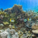 Cairns: Great Barrier Reef and Fitzroy Island Boat Tour - What Makes This Tour Stand Out