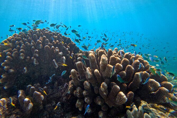 Cairns Great Barrier Reef Snorkel and Flight Adventure - Why This Tour Offers Real Value