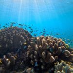 Cairns: Great Barrier Reef Snorkel and Scenic Flight - What to Expect on the Day