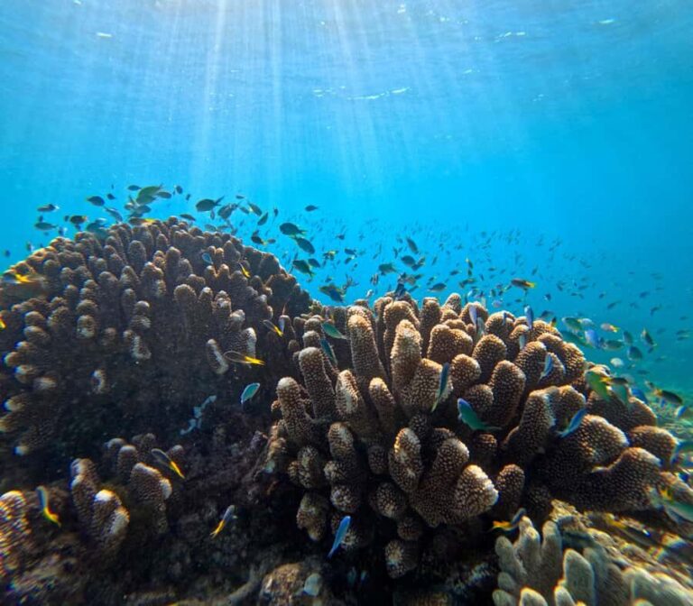 Cairns: Great Barrier Reef Snorkel and Scenic Flight - What to Expect on the Day