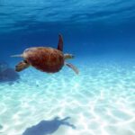 Cairns: Ocean Spirit Great Barrier Reef Full Day Tour - Michaelmas Cay: The Island Sanctuary