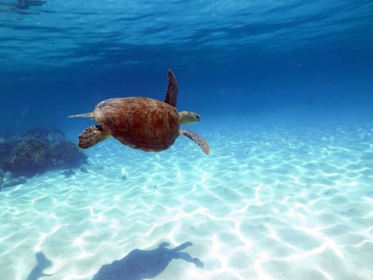 Cairns: Ocean Spirit Great Barrier Reef Full Day Tour - Michaelmas Cay: The Island Sanctuary