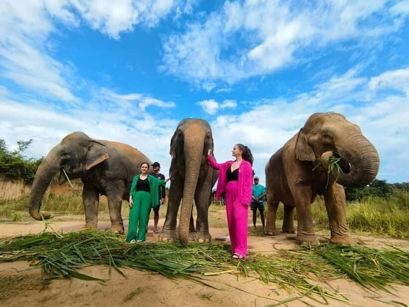 Cambodia Elephants Haft Day Experiences from Siem Reap - Authentic Feedback and Insights