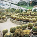 Cameron Highland Full Day Tour from KL City Private Tour - What Sets This Tour Apart?