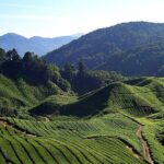 Cameron Highlands Full Day Join in Tour - Detailed Breakdown of the Itinerary