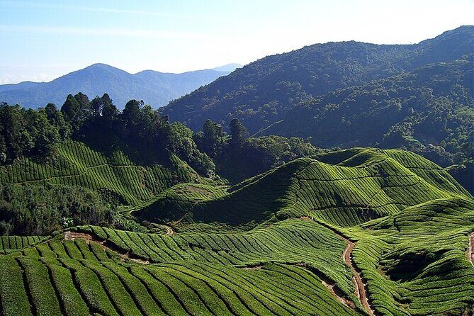 Cameron Highlands Full Day Join in Tour - Detailed Breakdown of the Itinerary