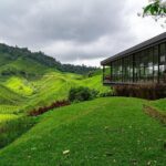 Cameron Highlands One Day Trip from Kuala Lumpur Privately Organised - Why Choose This Tour?