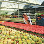 Cameron Highlands Private Day Tour from Kuala Lumpur - Practical Details and What’s Included