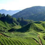 Cameron Highlands Sightseing Tour - Frequently Asked Questions