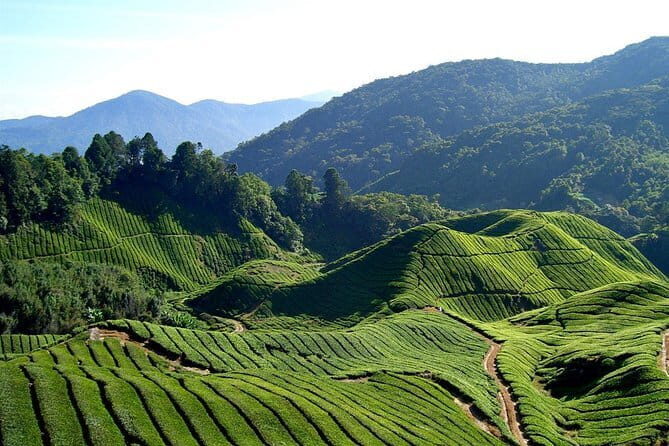 Cameron Highlands Sightseing Tour - Frequently Asked Questions
