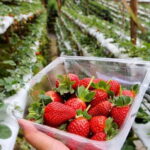 Cameron Highlands Tour - Strawberry Picking at the Farm