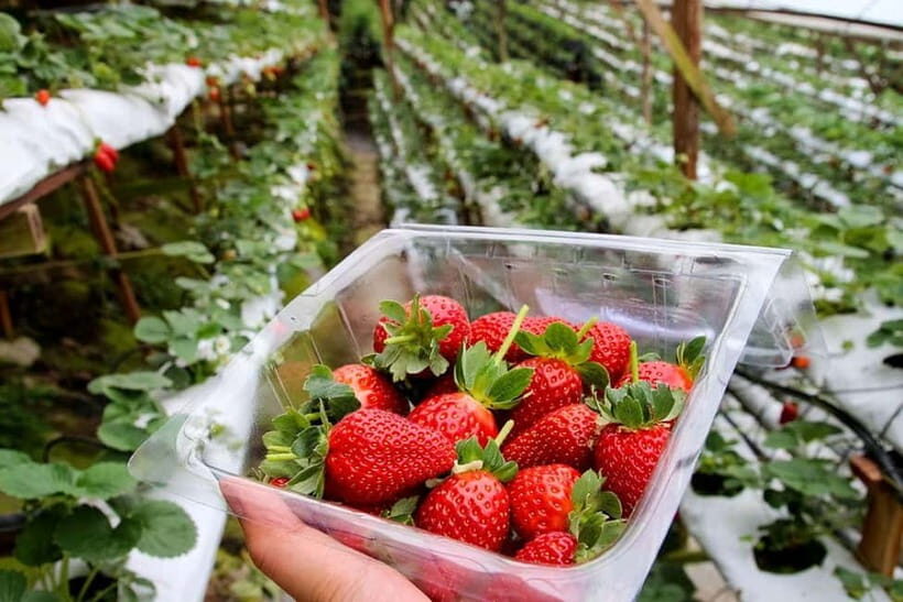 Cameron Highlands Tour - Strawberry Picking at the Farm
