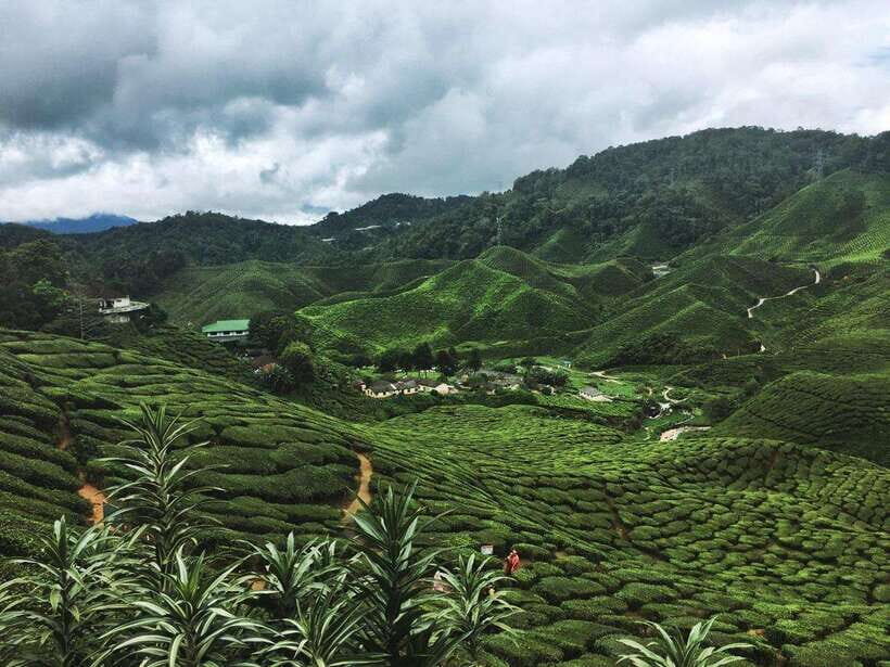 Cameroon Highland : Best nature in highland - The Journey to Cameron Highlands
