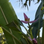 Can Tho Countryside Bike Tour with Fruit Garden Visit - Exploring the Fruit Garden and Historical Relic