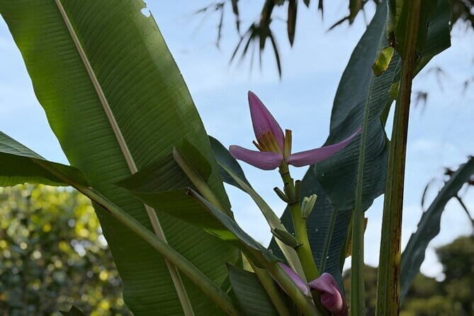 Can Tho Countryside Bike Tour with Fruit Garden Visit - Exploring the Fruit Garden and Historical Relic
