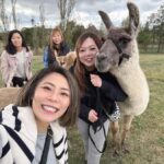 Canberra: Alpaca Adventure Farm Tour (morning tea included) - Practical Details and Tips