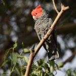 Canberra: Kangaroos and Koala Experience Tour - A Closer Look at the Itinerary