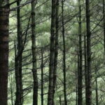 Cangshan Mountain: Mindful Hiking and Organic Homemade Food - The Organic Homemade Dinner and Relaxation