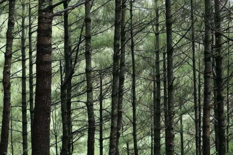 Cangshan Mountain: Mindful Hiking and Organic Homemade Food - The Organic Homemade Dinner and Relaxation