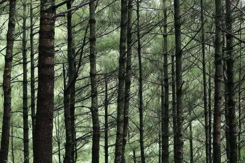 Cangshan Mountain: Mindful Hiking and Organic Homemade Food - The Organic Homemade Dinner and Relaxation