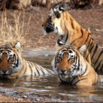 Canter Safari: Skip-the-line Entry Ranthambore Tiger Reserve - Who Should Consider This Safari?