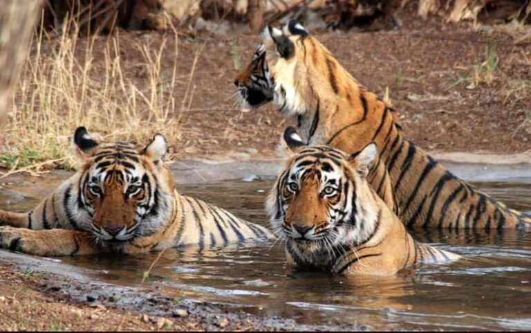 Canter Safari: Skip-the-line Entry Ranthambore Tiger Reserve - Who Should Consider This Safari?