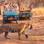 Canter Safari: Skip-the-line Entry Ranthambore Tiger Reserve - Who Will Love This Tour?