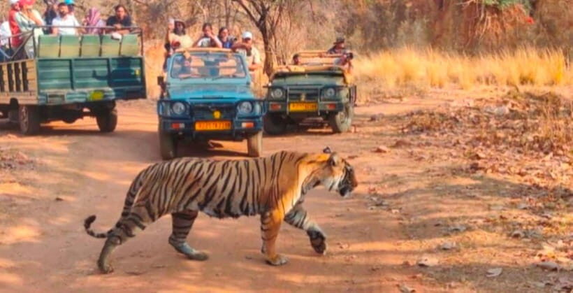 Canter Safari: Skip-the-line Entry Ranthambore Tiger Reserve - Who Will Love This Tour?