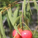 Carnarvon: Indigenous Guided Sunset Walk - Deep Dive into the Experience