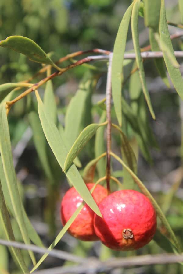 Carnarvon: Indigenous Guided Sunset Walk - Deep Dive into the Experience