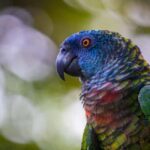 Castries, St. Lucia  Guided Birdwatching Tour - The Itinerary and What You’ll Experience