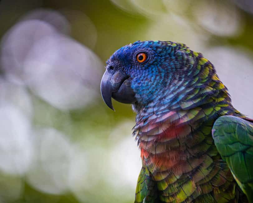 Castries, St. Lucia  Guided Birdwatching Tour - The Itinerary and What You’ll Experience