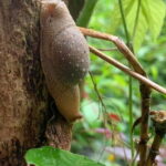 Cat Ba National Park Full Day Trekking Tour to Viet Hai Village - Authentic Experiences with a Personal Touch