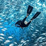 Catalina Island Diving - Practical Details for Planning Your Trip