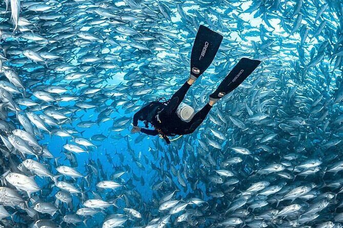 Catalina Island Diving - Practical Details for Planning Your Trip