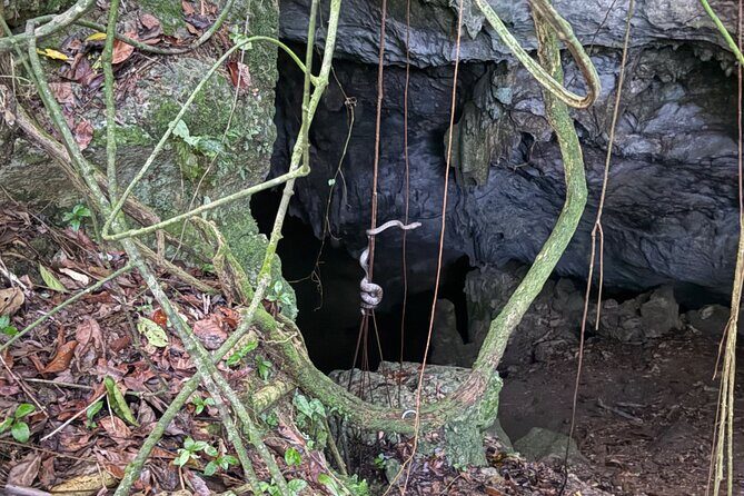 Cave, Bats and Boas Night Tour - Puerto Rico - What We Love About This Tour