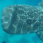 Cebu: 2-Day Private Tour Moalboal and Oslob - Why This Tour Offers Great Value