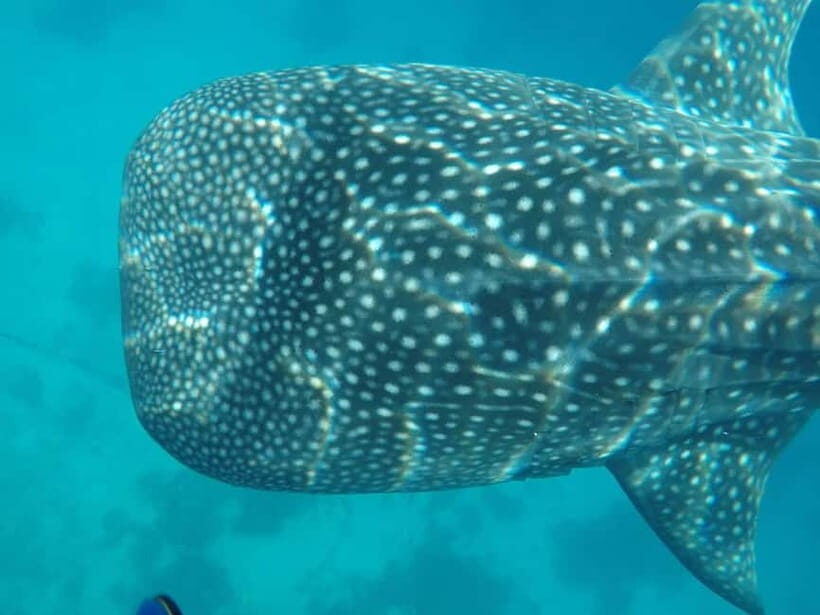 Cebu: 2-Day Private Tour Moalboal and Oslob - Why This Tour Offers Great Value