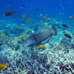 Cebu Mactan Island Hopping + Picnic Lunch (Private Tour) - The Experience: Authentic and Well-Organized