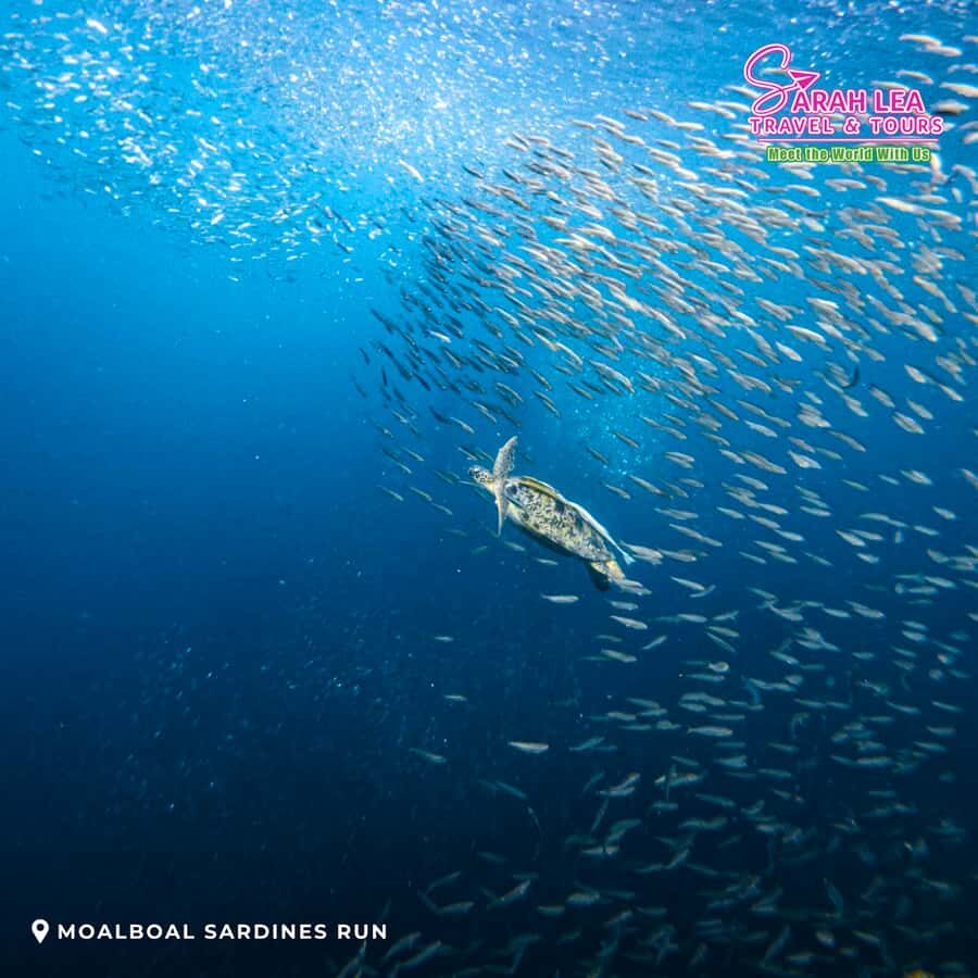 Cebu: Moalboal & Kawasan Canyoneering Adventure - A Detailed Look at the Experience