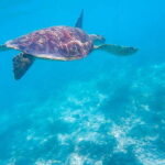 Cebu: Moalboal Sardines & Turtle Snorkeling and Canyoneering - Practical Details & What to Expect