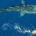Cebu: Oslob Whale Shark Encounter & Sumilon Island Day Tour - Practical Details and Tips