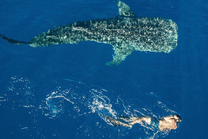 Cebu: Oslob Whale Shark Encounter & Sumilon Island Day Tour - Practical Details and Tips
