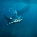 Cebu: Oslob Whale Shark, Sumilon, Ruins, Simala Church - Detailed Breakdown of the Tour Experience