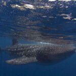 Cebu: Oslob Whale Shark Swimming and Tumalog Falls Tour - Practical Details and Value