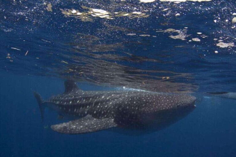 Cebu: Oslob Whale Shark Swimming and Tumalog Falls Tour - Practical Details and Value